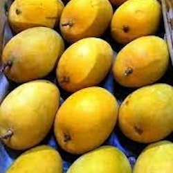Fresh Alphonso Mango 10-12 Pieces (1 Box) (Variant 3)