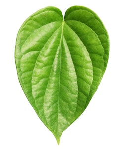 Fresh Betal Leaves 3 Pieces