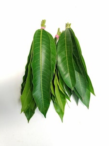 Fresh Mango leaves (2pcs )