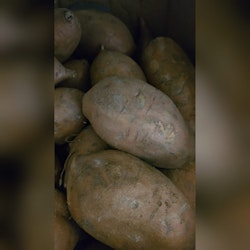 Färsk sötpotatis ca 500g