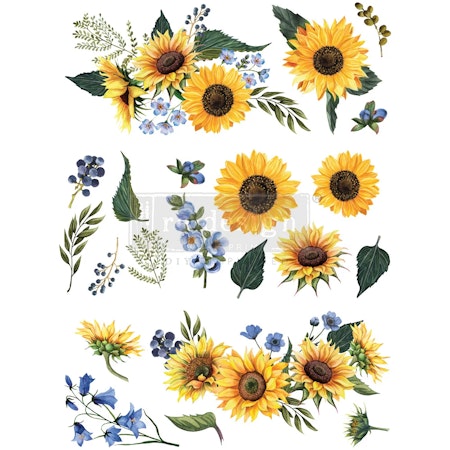 Transfer/Gnuggis Sunflower