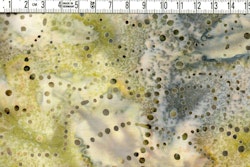 Mossa & mineral - Batik Bomull 110 cm bred