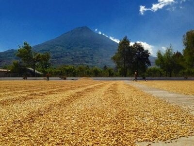 Lilla Kafferosteriet Guatemala Pastoral 250g hela bönor