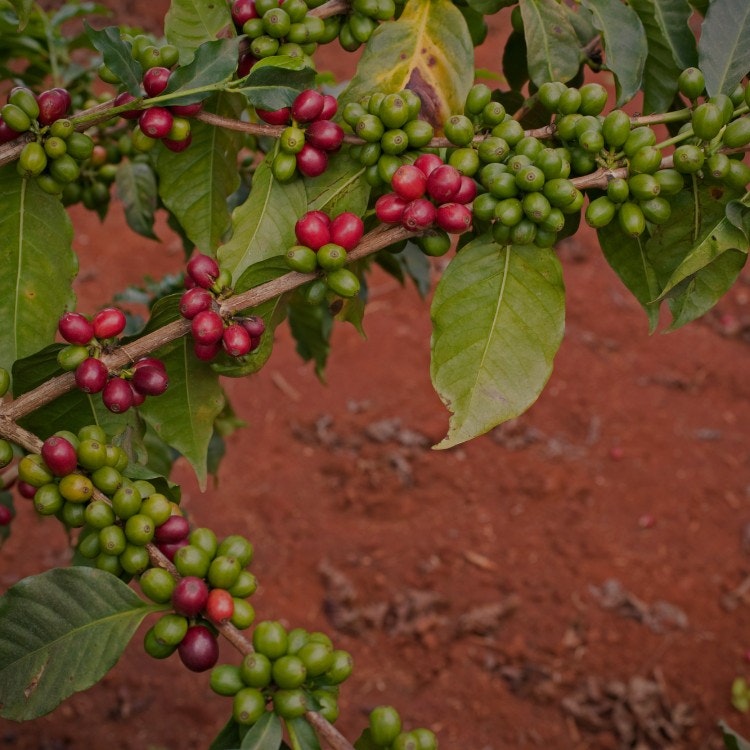 ZOÉGAS Experience Kenya Kaffeebohnen 750g