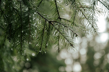 Poster Forest - 50x70 cm