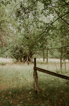 Poster Meadow - 30x40 cm