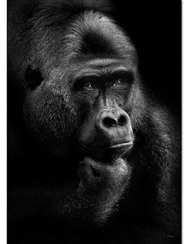 Poster Thinking gorilla, FSC papper