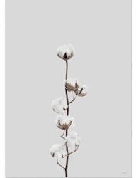 Poster Cotton flower, FSC papper