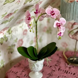 Phalaenopsis ROSA 60 cm
