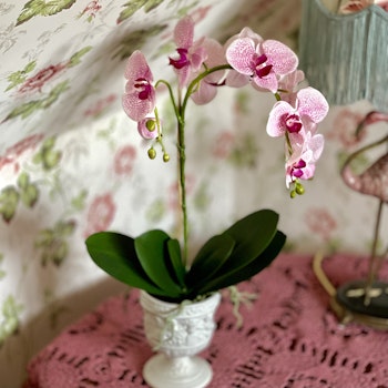 Phalaenopsis ROSA 60 cm