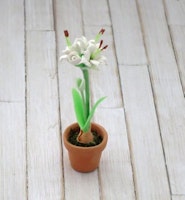 Amaryllis, vit