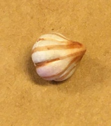 Vitlök