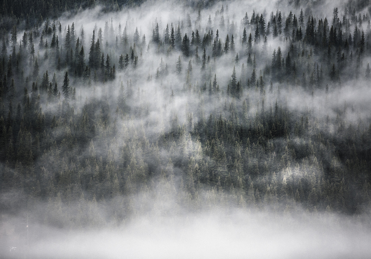 Fototapet med magisk dimmig skog i Skandinavisk natur.