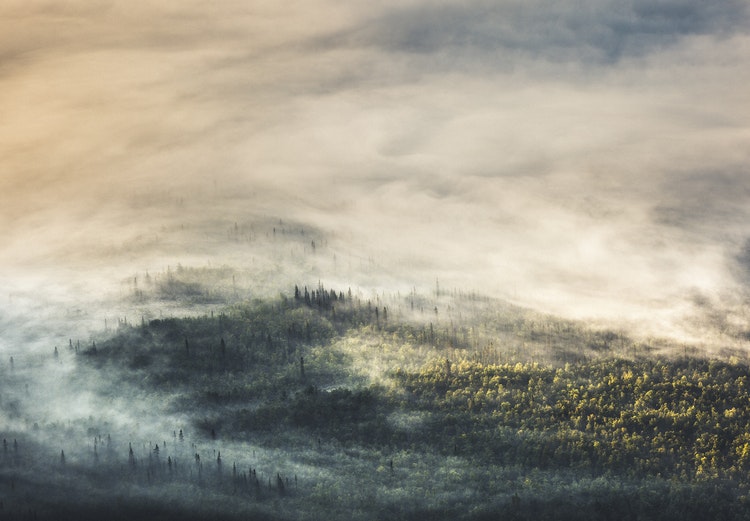 Scandinavian Nature - Morning Woods