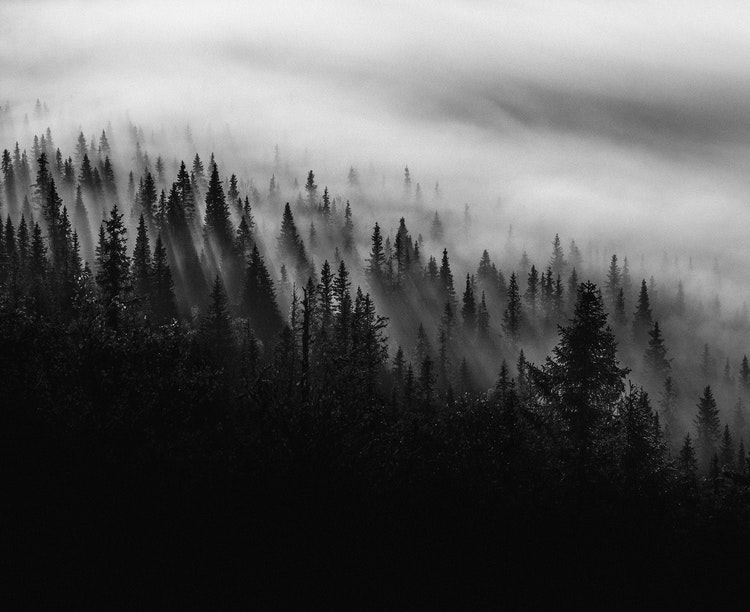 Scandinavian Nature - Misty Trees