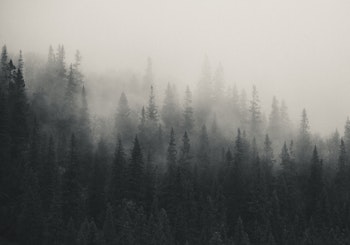 Scandinavian Nature - Fading mist