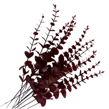 Bladkvistar Eukalyptus 12-pack