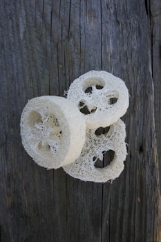 Luffagurka || Loofah
