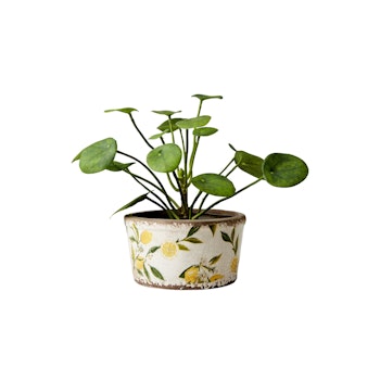 AFFARI || Kruka, liten m. citroner