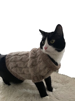 Hund/katttröja M