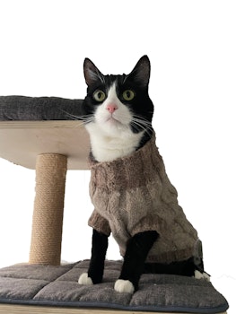 Hund/katttröja M