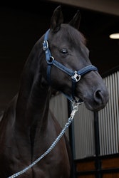 Eskadron Grimma Mattgloss Jewel