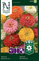 Zinnia, Hög, bl färger