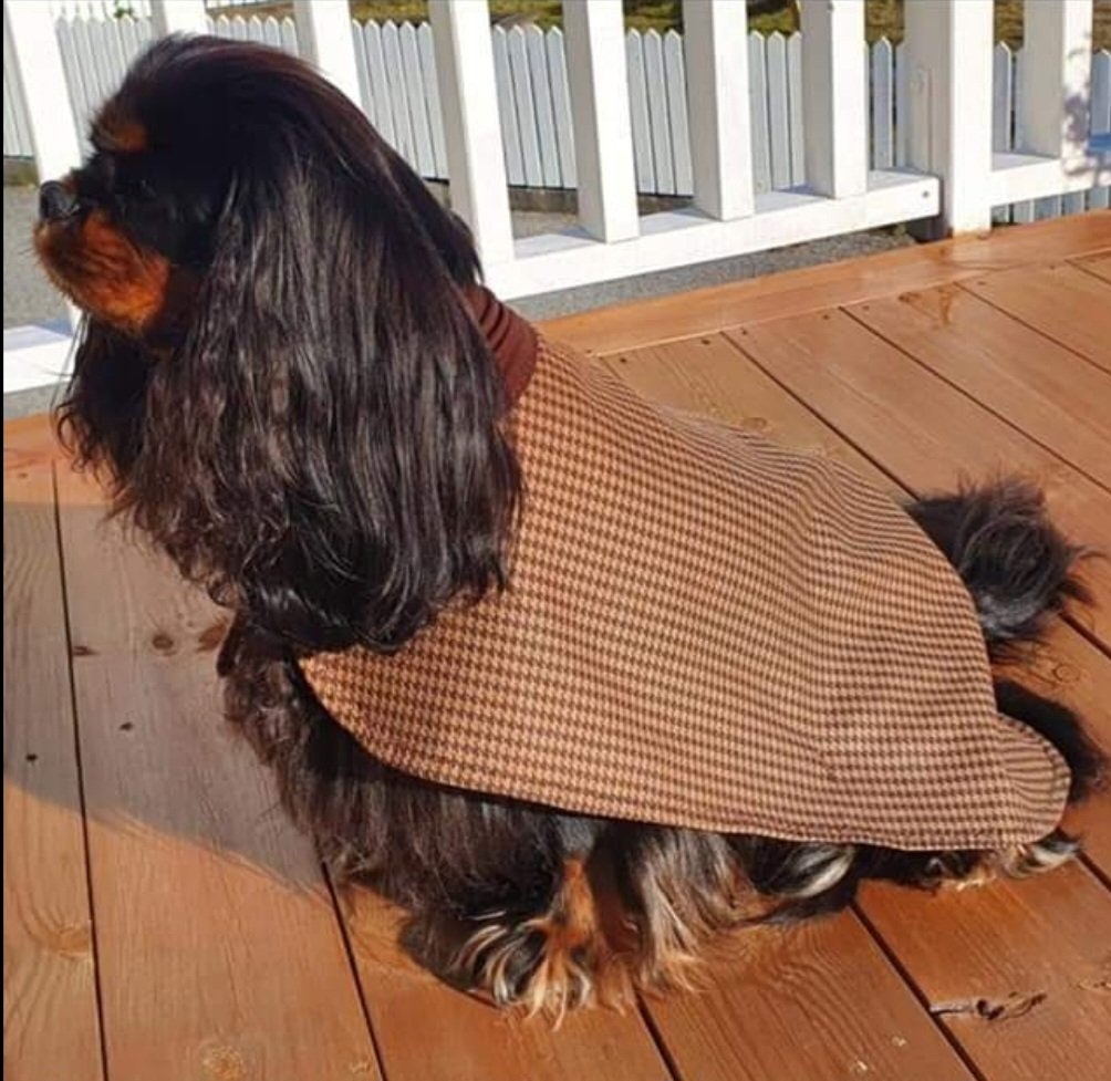 Cavalier
