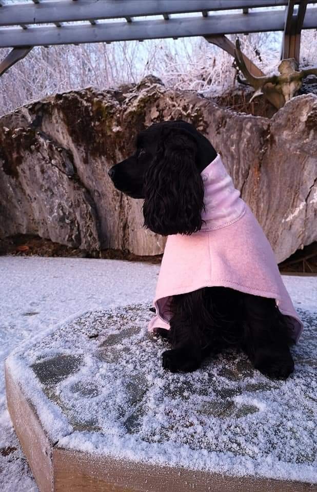 Cocker Spaniel