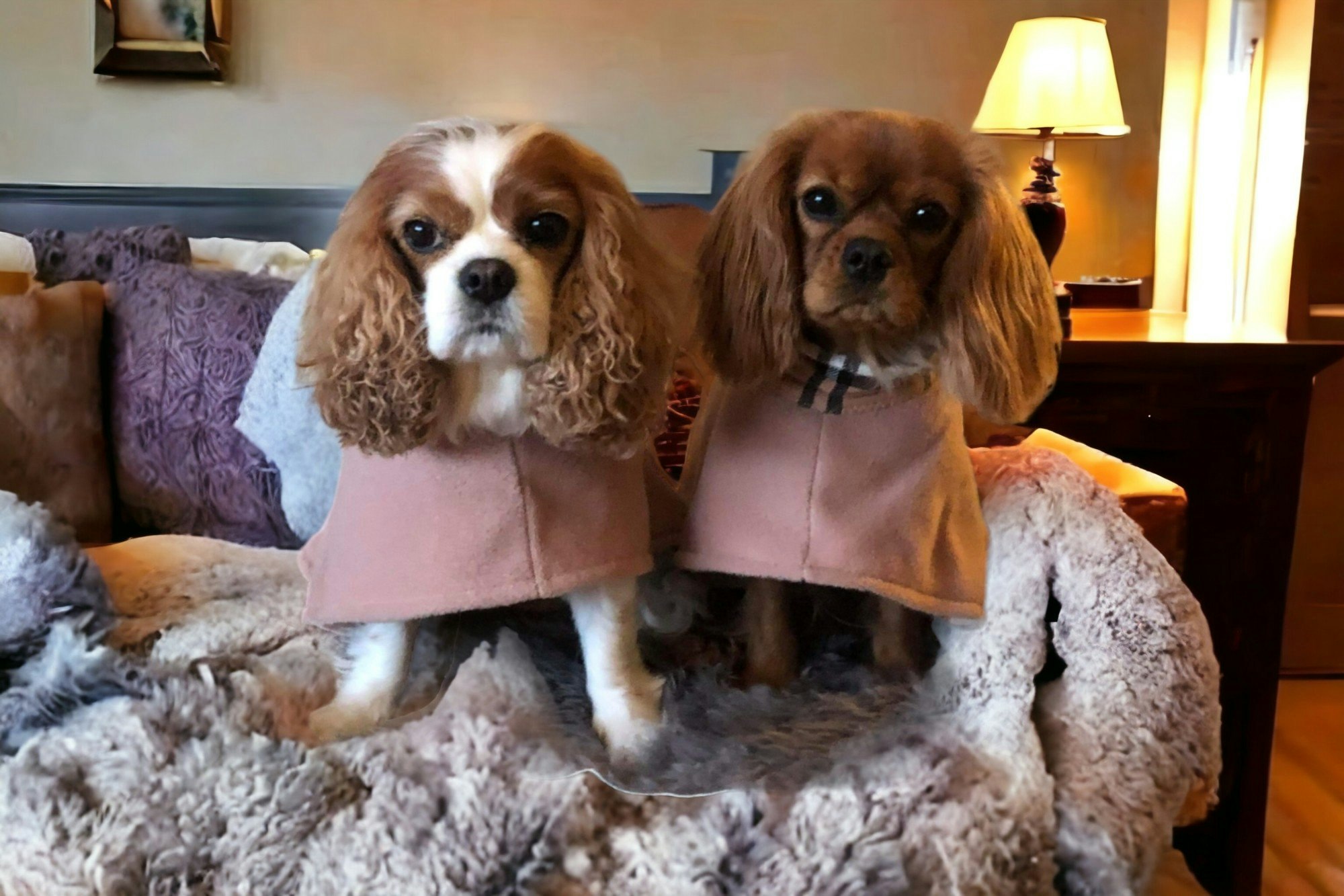 Cavalier
