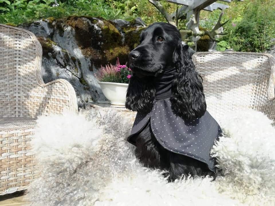Cocker Spaniel & Amerikansk Cocker Spaniel