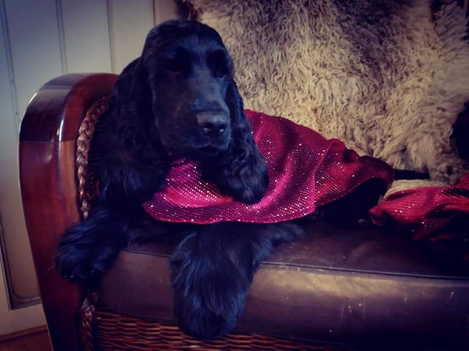 Cocker Spaniel & Amerikansk Cocker Spaniel