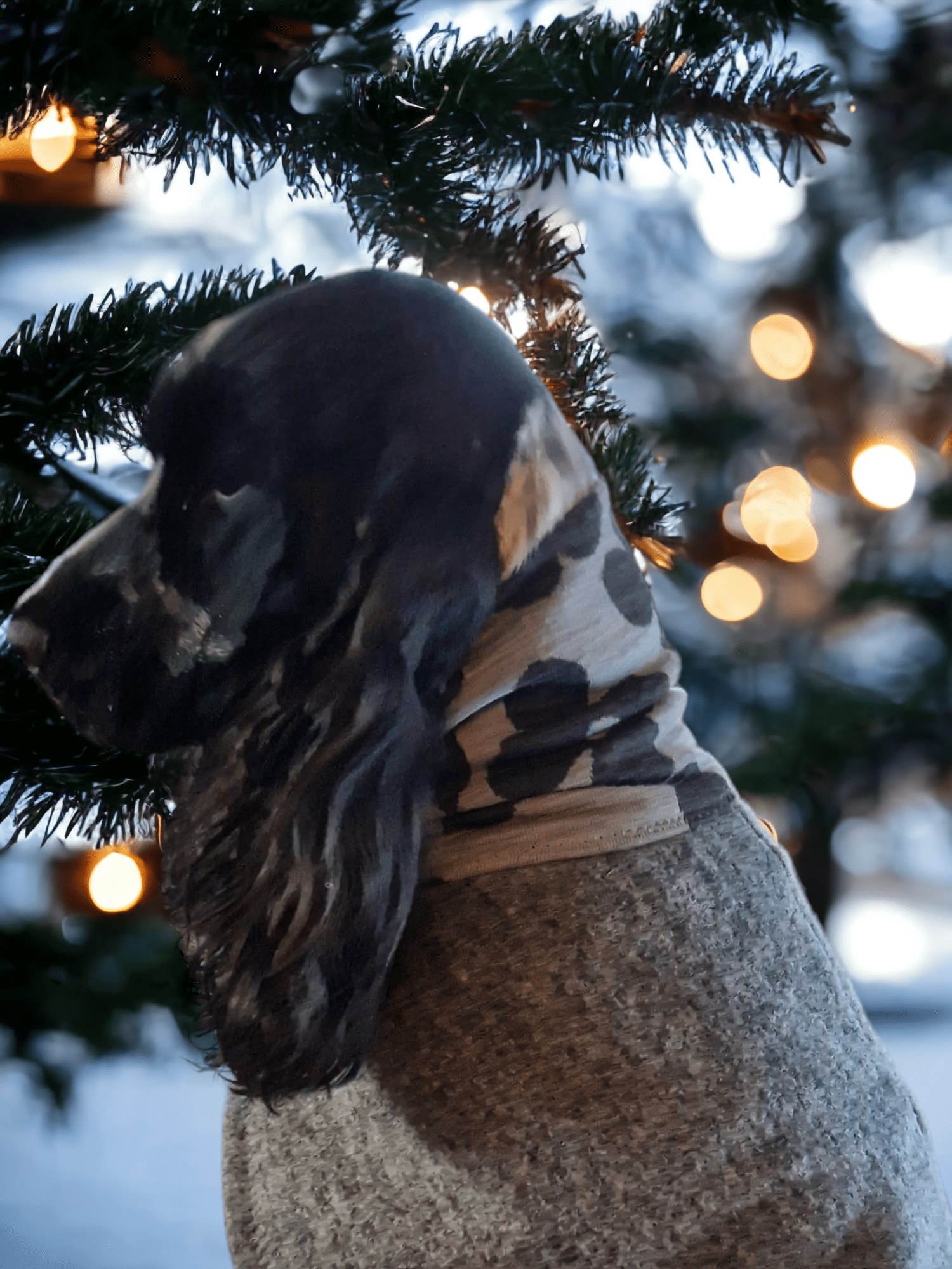 Cocker Spaniel