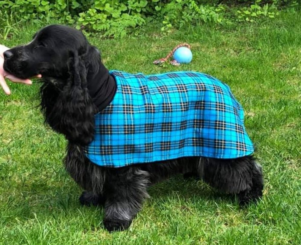 Cocker Spaniel & Amerikansk Cocker Spaniel