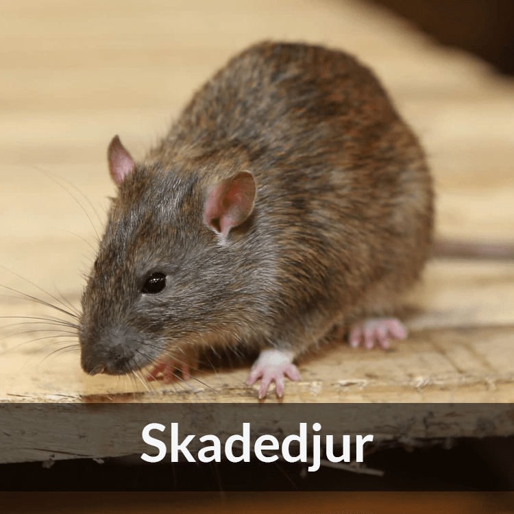 Skadedjur - Farmab.se