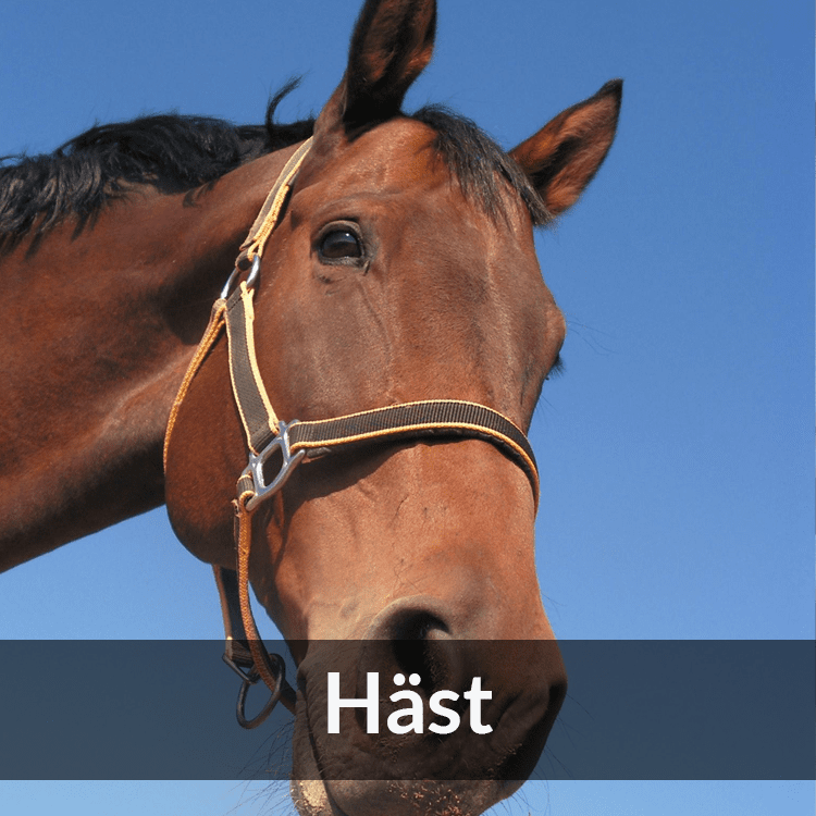 Häst - Farmab.se