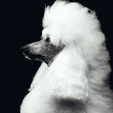 Klippmaskin - Hund/Katt - Farmab.se