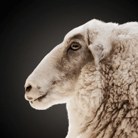 Klippmaskin - Får - Farmab.se
