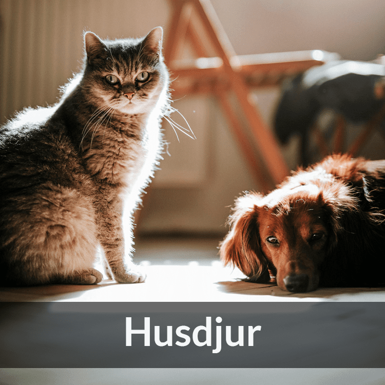 Husdjur - Farmab.se