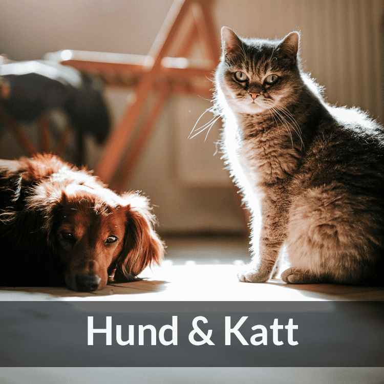 Hund & Katt - Farmab.se