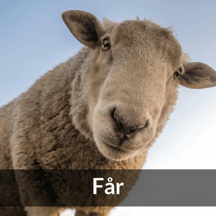 Får | Get - Farmab.se