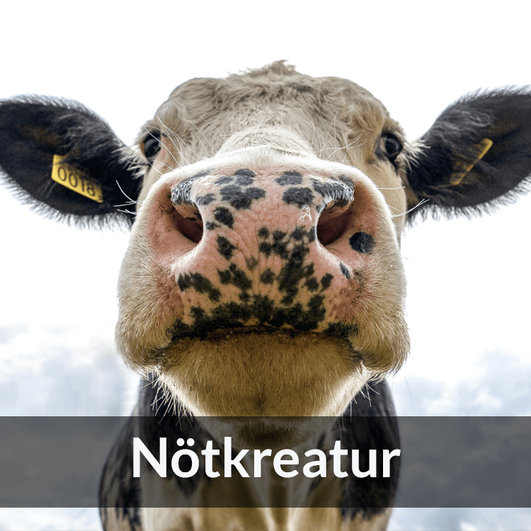 Nötkreatur - Farmab.se