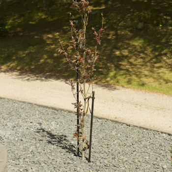 KEBAflexi-garden trädstöd 1200 mm – 1-stolpe svart