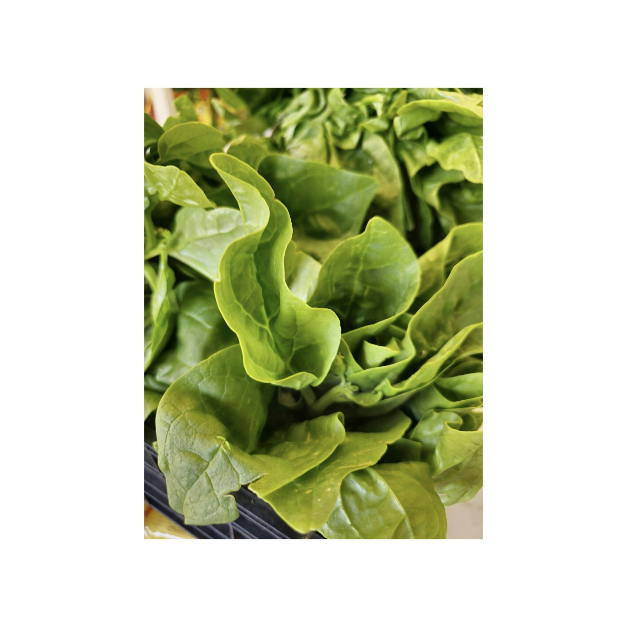 Fresh Spinach(Pasali Keerai/Malabar Spinach) (indian) 500g
