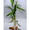 Fresh Turmeric plant (2 Pieces) + Fresh Ginger plant (1 Piece)