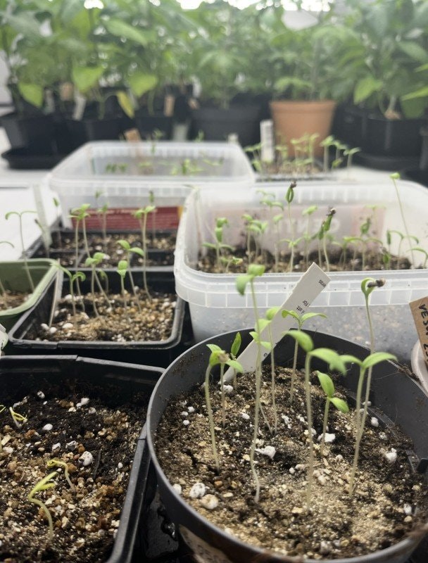 Driva upp plantor inomhus