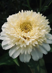 Zinnia - Zinderella White