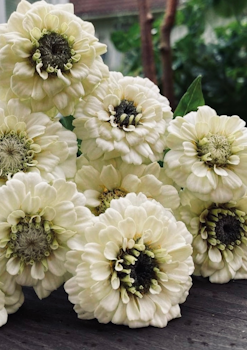 Zinnia - Oklahoma White