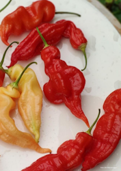 Chili - Sugar Rush Red