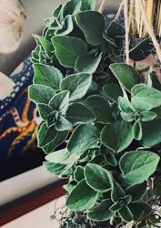 Grekisk Oregano - EKO